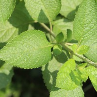 Stachytarpheta mutabilis (Jacq.) Vahl